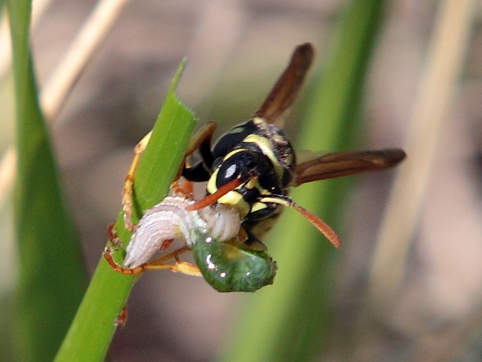 Polistes dominulus preda bruco (forse Xestia xanthographa)